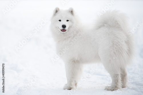 Samoyed white dog is on snow background outside © zanna_