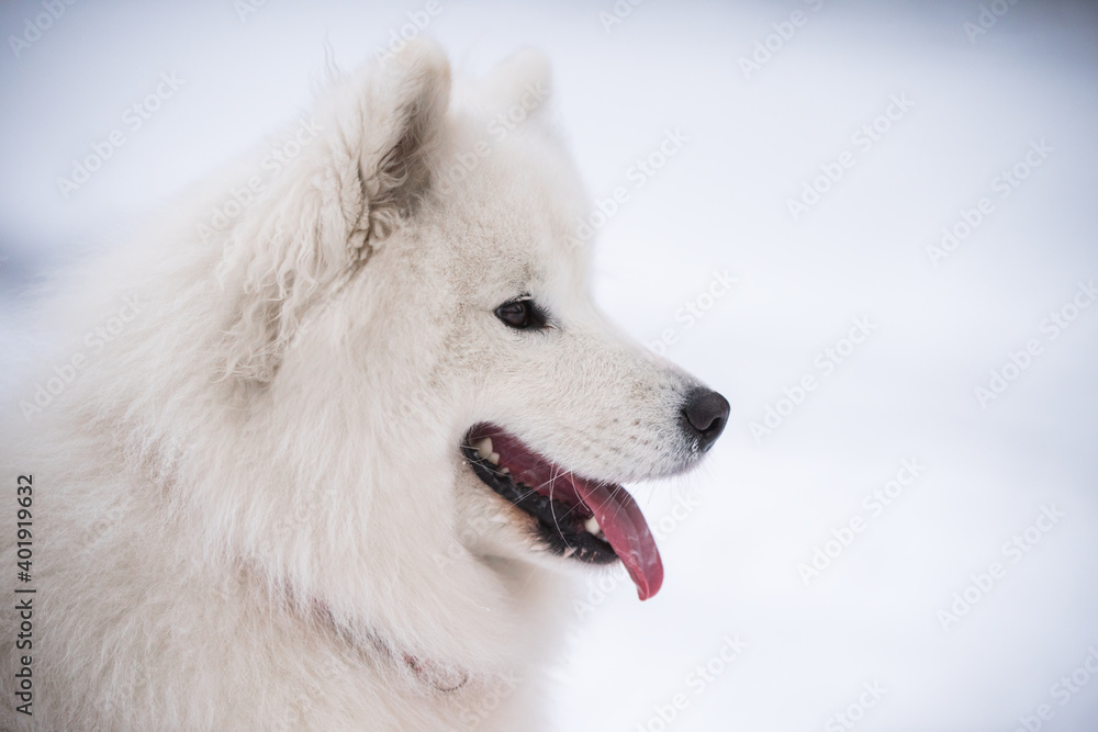 Samoyed white dog close up is on snow background