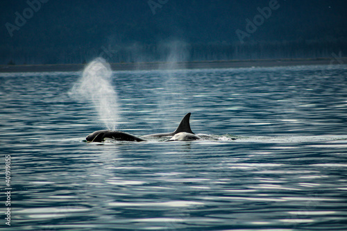 Orcas Alaska © Michael