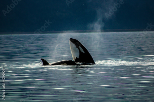 Orcas Alaska