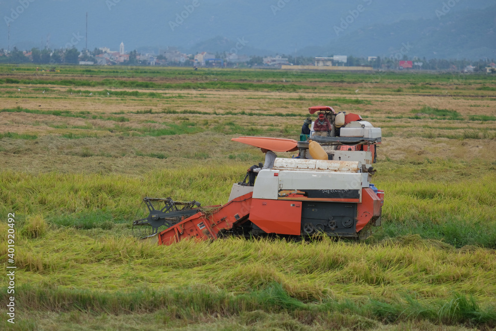 Fototapeta premium The farmer is working in the field with a harvester. Kombain collects on the rice field crop. Agricultural machinery in the field, people use the industrial reaper, combine Harvester cut rice plants