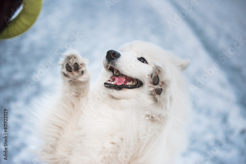 Funny Samoyed white dog is playing on snow background