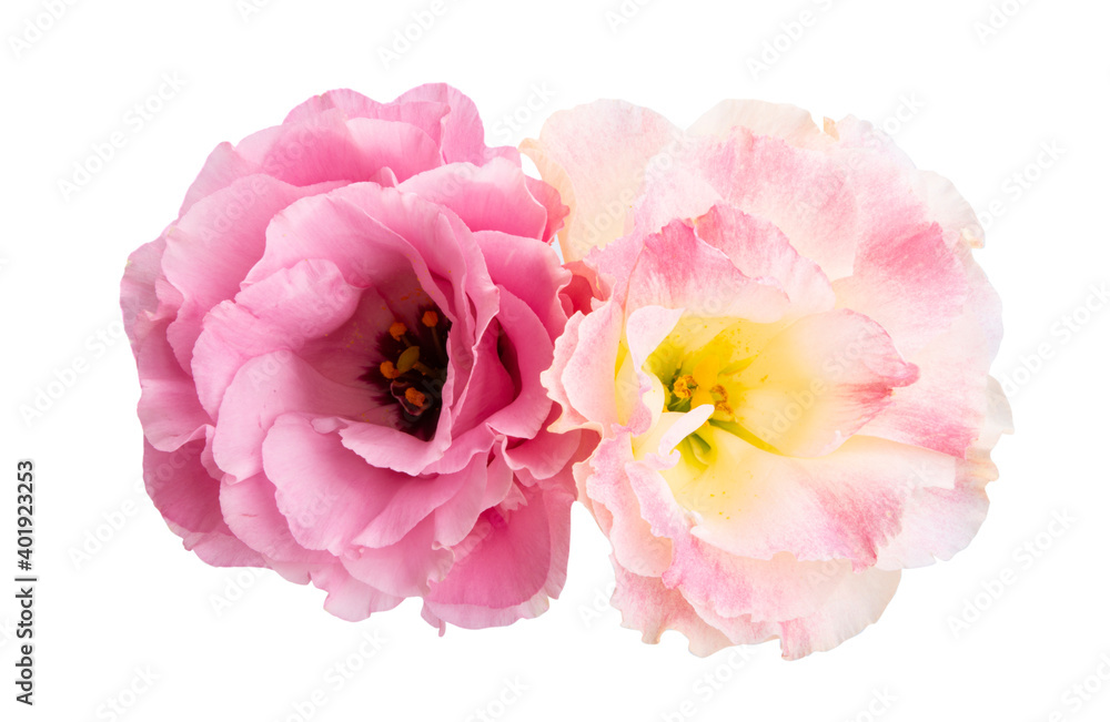 eustoma flower isolated