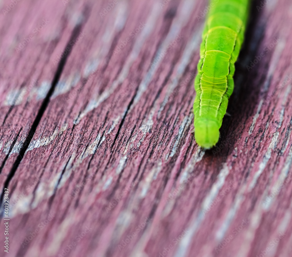 Green caterpillar on wooden board