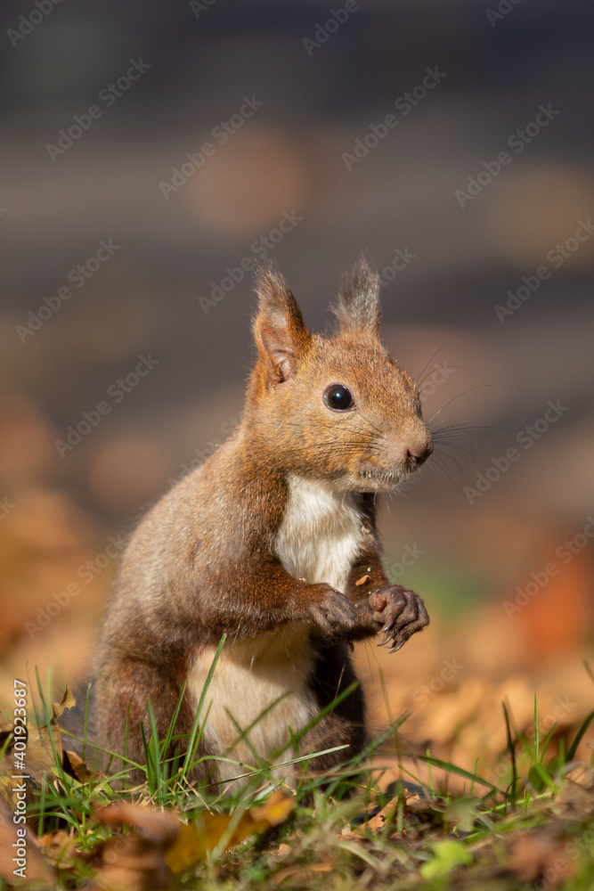 Obraz premium エゾリス