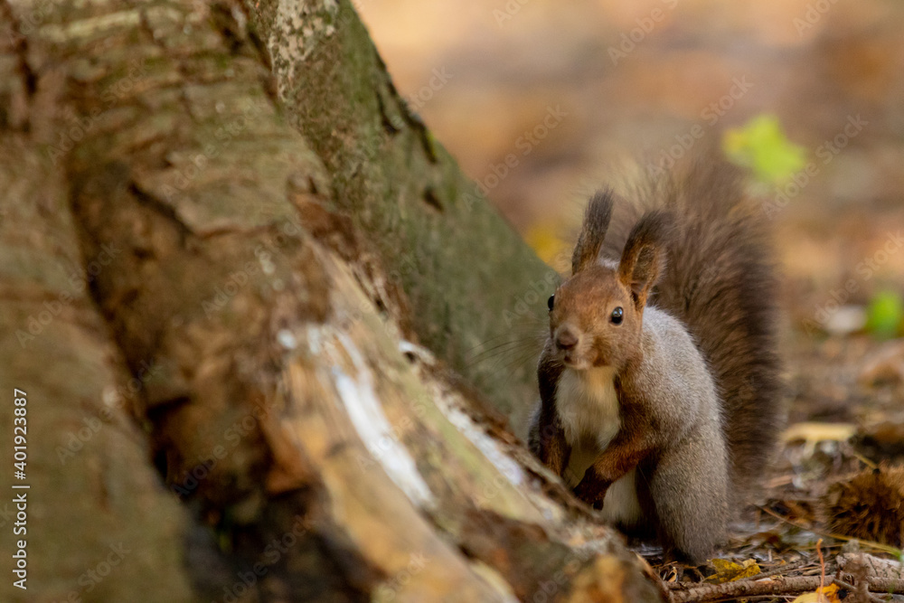 Obraz premium エゾリス