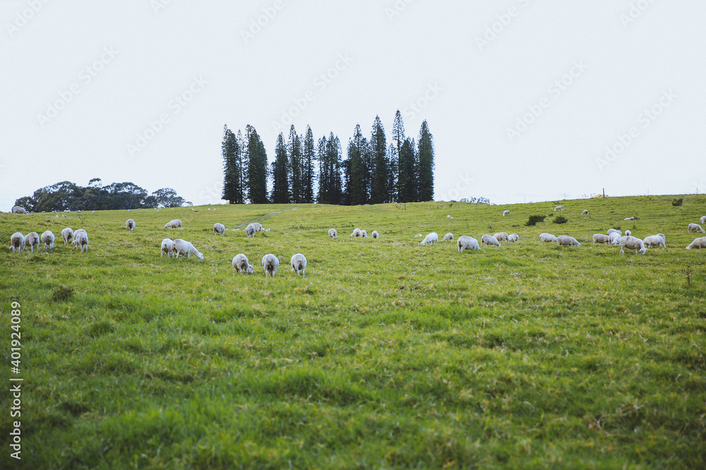 Naklejka premium Sheep in the pasture，Maui, Hawaii