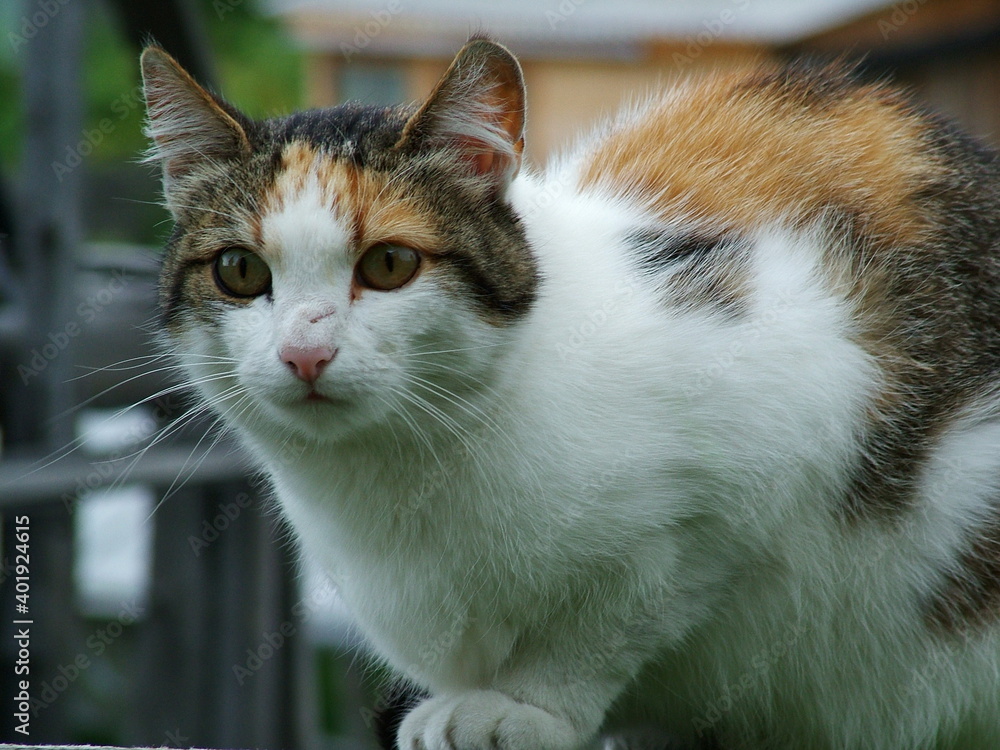 Fototapeta premium the cat is waiting for its owner