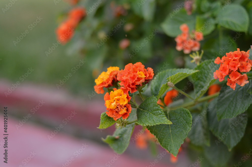 Beautiful orange flowers. Tropical flowers. Beautiful orange flowers. Tropical flowers.