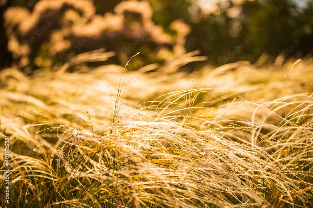 Stipa Feather Grass or Grass Needle Nassella tenuissima in golden sunset light Stipa Feather Grass or Grass Needle Nassella tenuissima in golden sunset light
