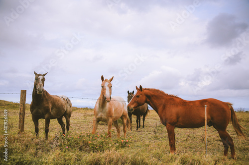 horses in the pastur  South point  Big island  Hawaii
