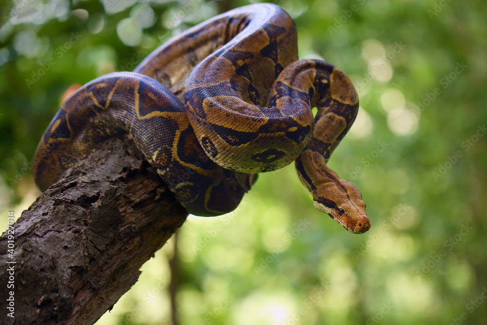 The boa constrictor (Boa constrictor), also called the red-tailed or the common boa on a branch in the middle of the forest. A large snake on a branch in the green of a bright forest. - obrazy, fototapety, plakaty 