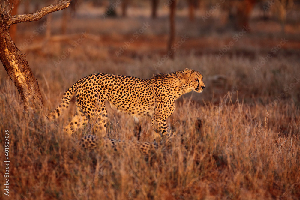 Obraz premium The cheetah (Acinonyx jubatus) walking through the grass at sunset among the trees. A large male cheetah while checking territory in the late orange evening light. Cheetah in dry yellow grass.