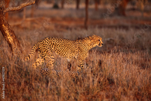 The cheetah (Acinonyx jubatus) walking through the grass at sunset among the trees. A large male cheetah while checking territory in the late orange evening light. Cheetah in dry yellow grass.