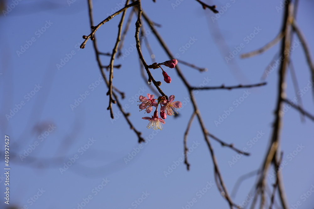 Pink cherry blossom on the blue sky background. Pink cherry blossom on the blue sky background.