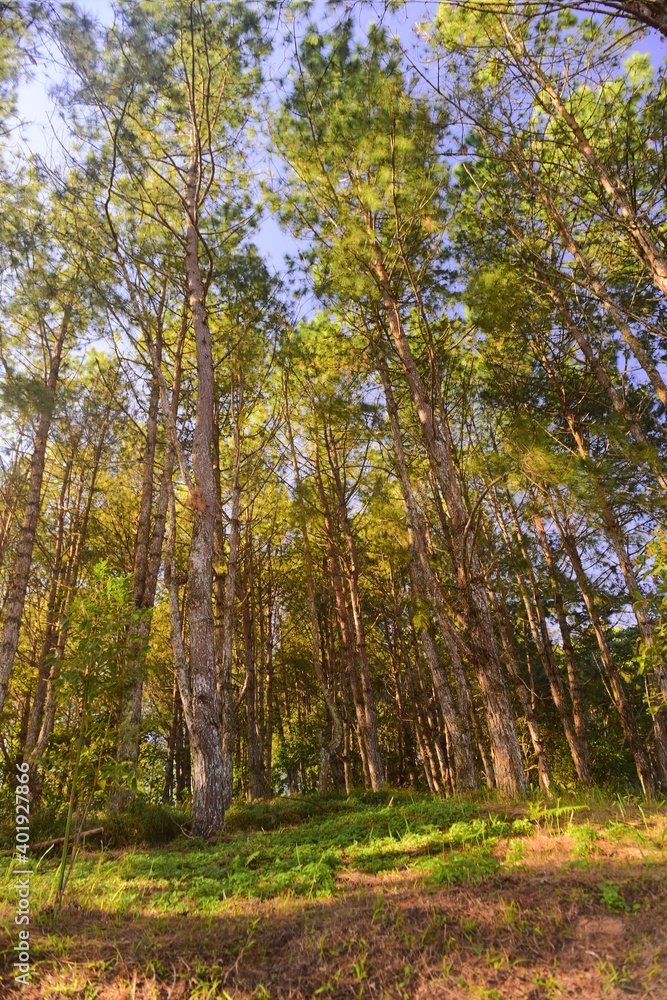 Morning sunrise through the pinewood treetops in thailand forest. Morning sunrise through the pinewood treetops in thailand forest.