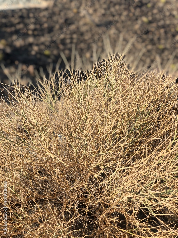 grass in the desert grass in the desert