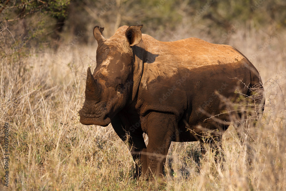 Fototapeta premium The white rhinoceros or square-lipped rhinoceros (Ceratotherium simum) adult animals in the bush.Adult rhino with skin from mud in tall yellow grass.