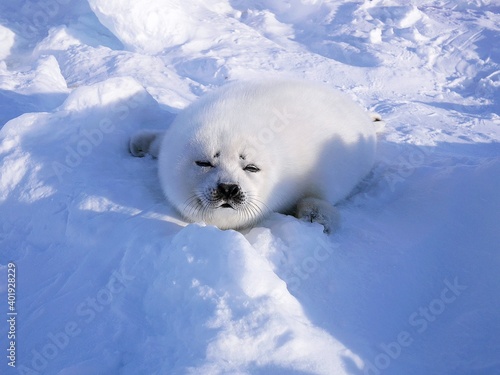 タテゴトアザラシの赤ちゃん（カナダのマドレーヌ島近くの流氷の上にて） photo