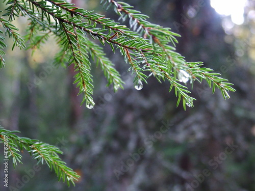rainy forest