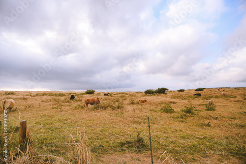 Cows and horses in the pastur, South point,  Big island, Hawaii photo