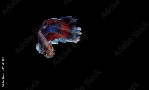 Big Beautiful Slayer or Halfmoon Blue and Betta, Cupang or Siamese Fighting fish, at Black background 
