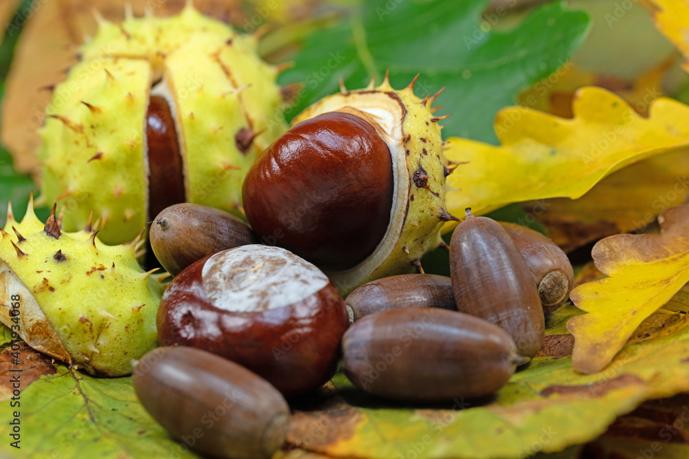 Kastanien und Eicheln in einer Nahaufnahme Kastanien und Eicheln in einer Nahaufnahme