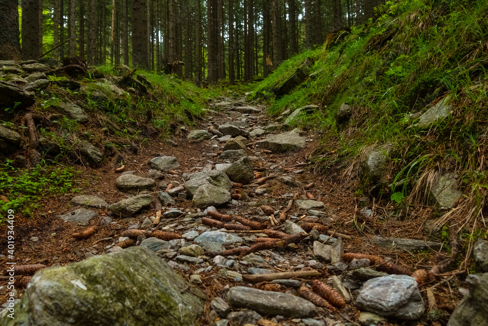 many stones on a path in a forest while hiking on a mountain many stones on a path in a forest while hiking on a mountain