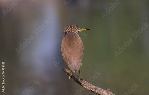 Pond Heron (Ardeola) perched on tree branch near water body.