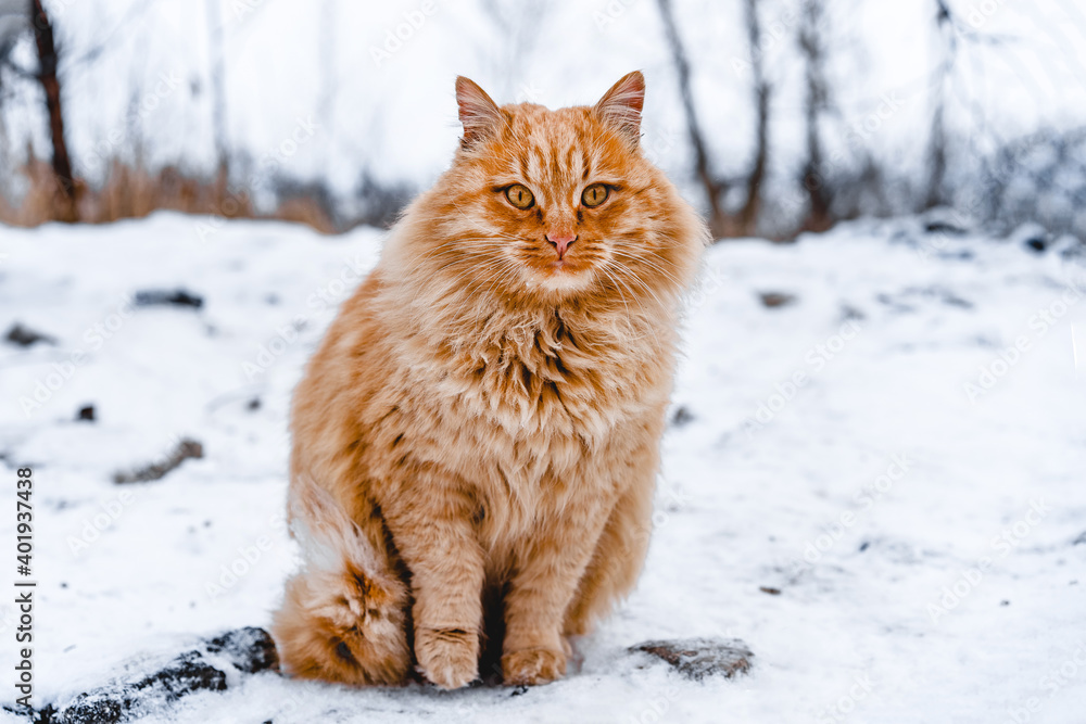 Beautiful fluffy red cat walks outside with winter landscape