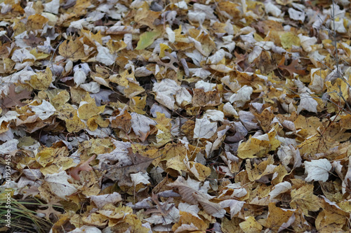 A high angle shot of yellowautumn leaves on the ground photo