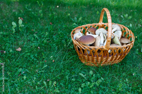 Edible mushrooms porcini in the wicker basket in green grass.