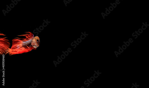 Male Red Betta, Cupang, Siamese Fighting fish, Serit or Crowntail, at Black background 