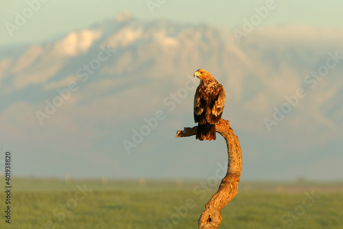 Spanish Imperial Eagle two-year-old female at first light of day on a cold winter morning © Jesus