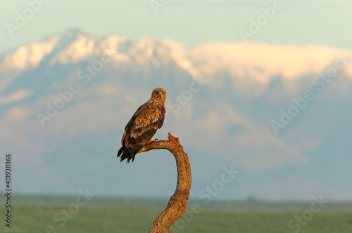 Spanish Imperial Eagle two-year-old female at first light of day on a cold winter morning © Jesus