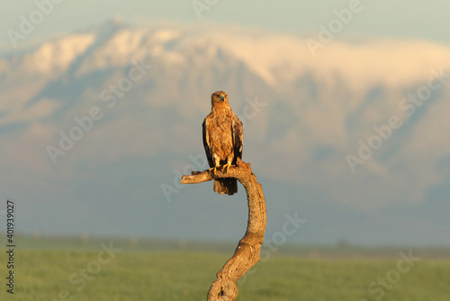 Spanish Imperial Eagle two year old female with the first light of dawn on a cold winter day © Jesus
