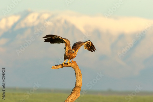 Spanish Imperial Eagle two year old female taking off from her favorite vantage point at the first light of a cold winter day © Jesus