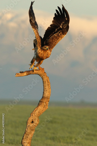 Spanish Imperial Eagle two year old female taking off from her favorite vantage point at the first light of a cold winter day © Jesus