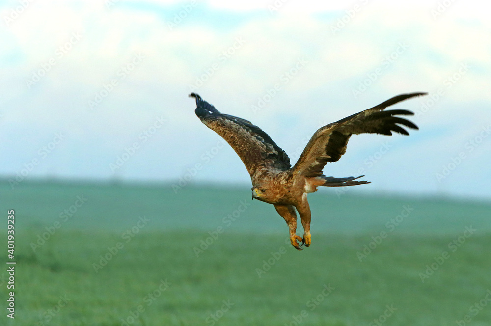 Spanish Imperial Eagle two-year-old female flying at first light of day on a cold winter morning Spanish Imperial Eagle two-year-old female flying at first light of day on a cold winter morning