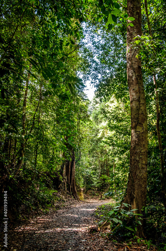 Obraz premium Green Jungle Path