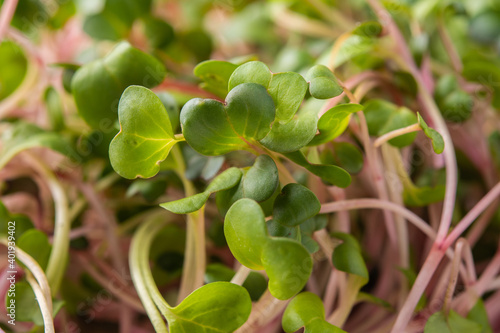 Wallpaper Mural Macro microgreens, selective focus, seed germination at home, vegan and healthy eating concept Torontodigital.ca