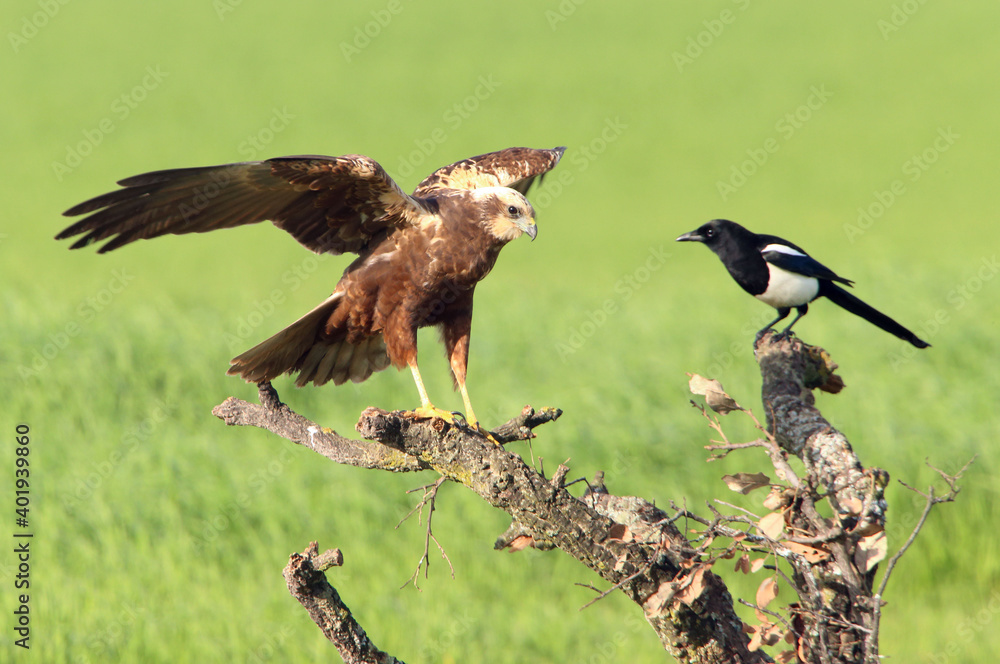 Obraz premium Western marsh harrier adult male bothered by a common magpie