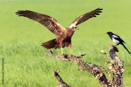 Western marsh harrier adult male bothered by a common magpie