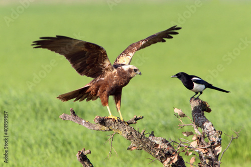 Western marsh harrier adult male bothered by a common magpie