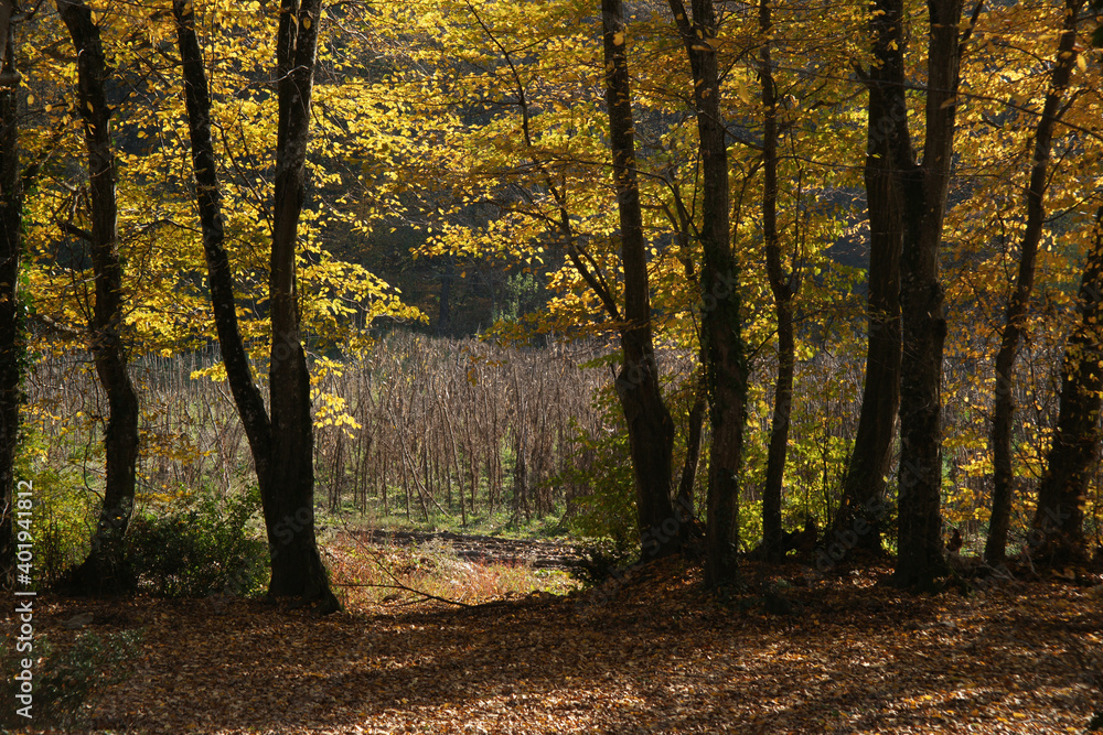 A photo of trees and branches in autumn. They are filled with green, dark, yellow, and red leaves.   