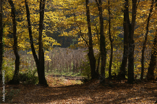 A photo of trees and branches in autumn. They are filled with green, dark, yellow, and red leaves. 