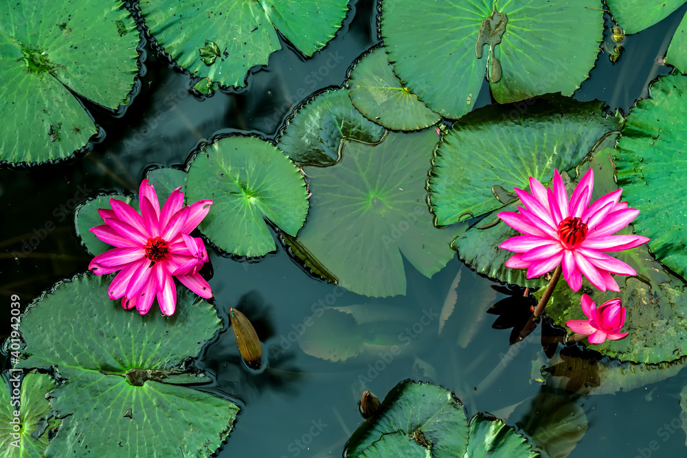 Green Leaves waterlily or lotus reflection in the pond Green Leaves waterlily or lotus reflection in the pond