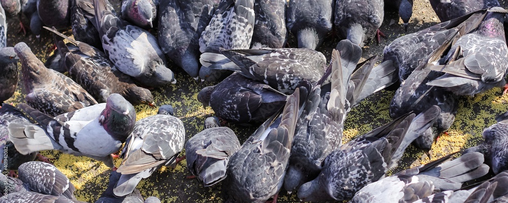 A lot of gray pigeons eating millet, grain in the city Park. Selective focus. Banner. A lot of gray pigeons eating millet, grain in the city Park. Selective focus. Banner.