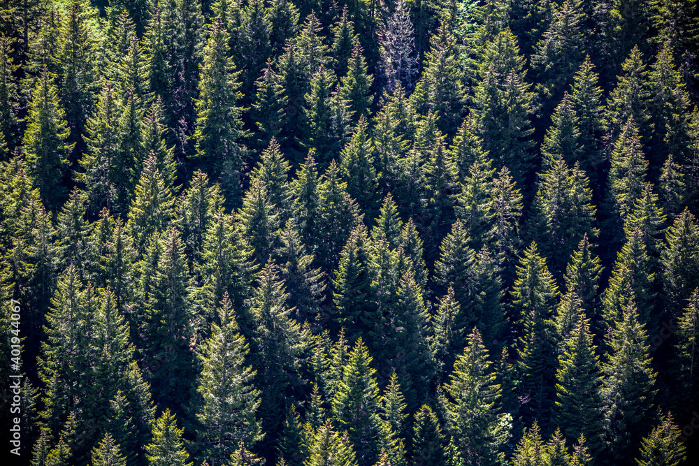 The landscape of an area full of pine trees. Pine trees are pretty common in Turkey, especially North of Turkey. The landscape of an area full of pine trees. Pine trees are pretty common in Turkey, especially North of Turkey.