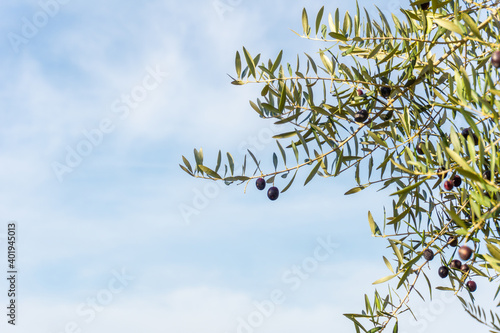 Olive branch with ripe olives for harvest with the sky in the background